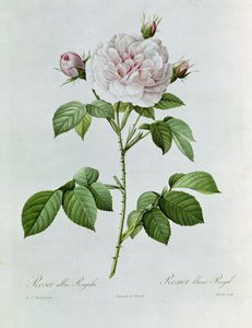 Claude-Antoine Thory Les roses. Illustration: rosa alba regalis (Farblithographie) von Pierre Joseph Redouté
